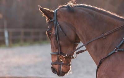 Les préjugés sur la muserolle double